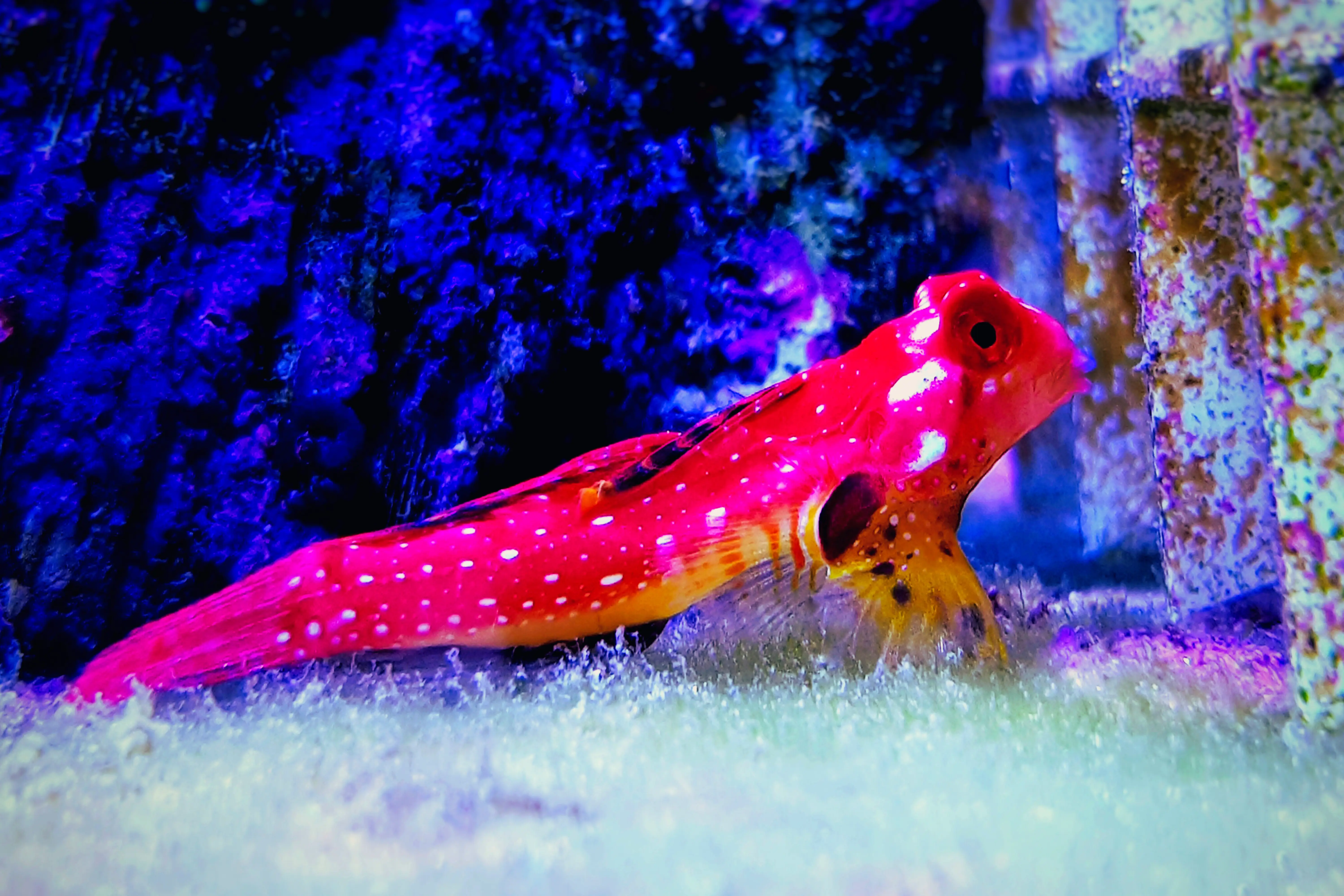 Ruby Red Dragonet
